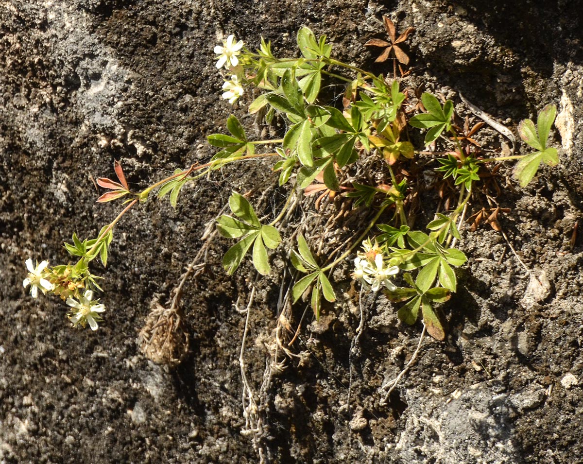 Habitus
